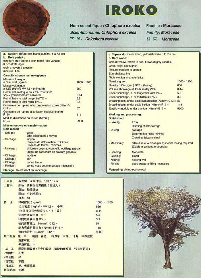 Genesis Douka Species