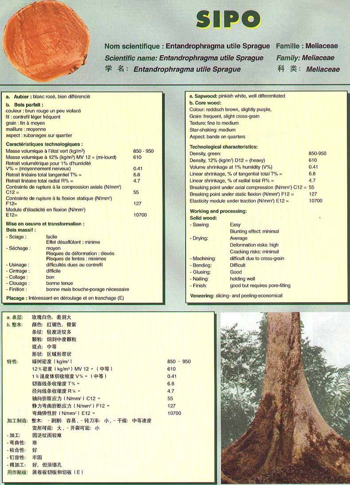 Genesis Douka Species